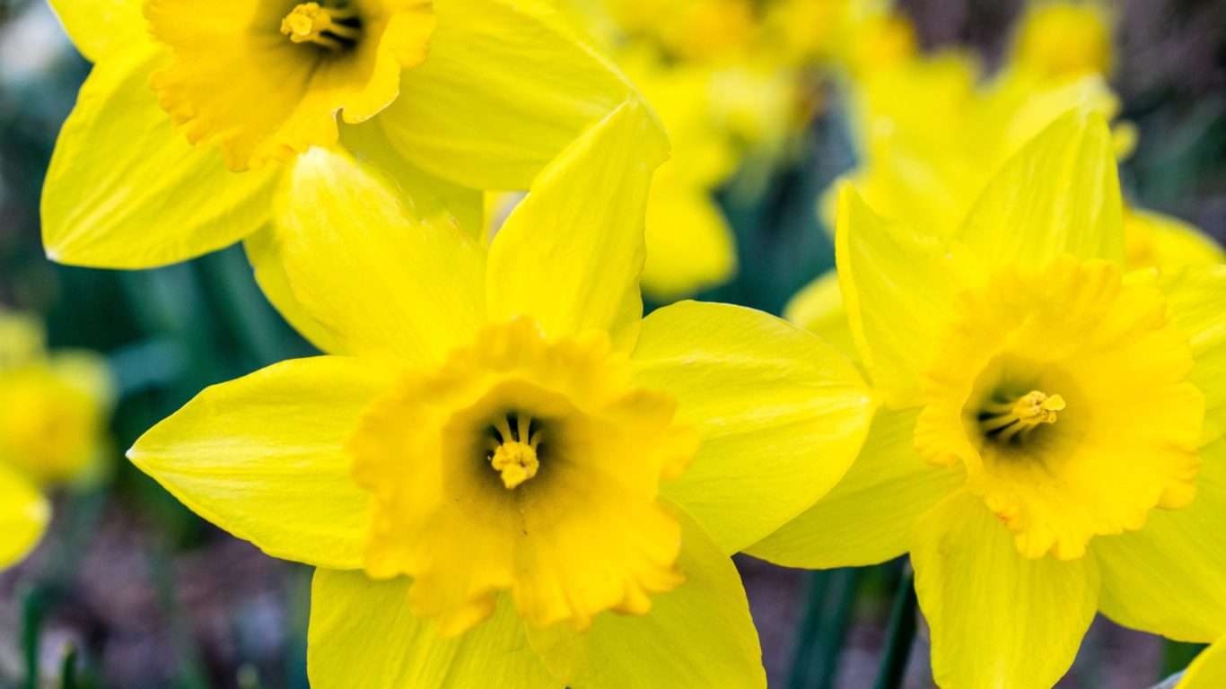 pexels-hilary-halliwell-1031413