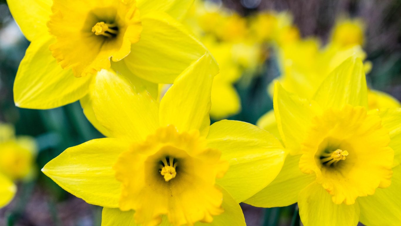 pexels-hilary-halliwell-1031413