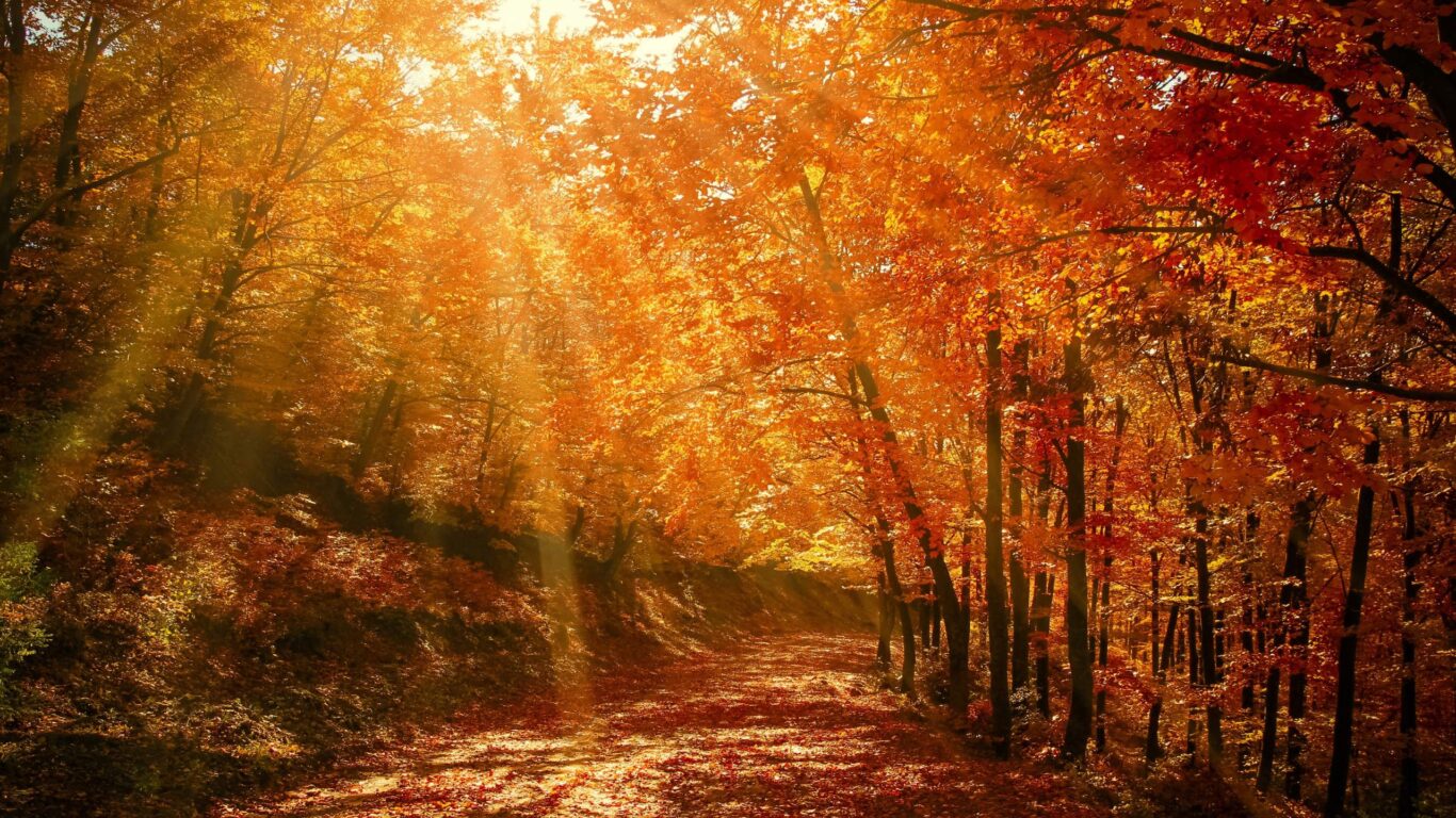 autumn woodland walk with sunshine